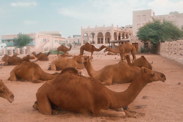 The Best Places To See Camels In Doha